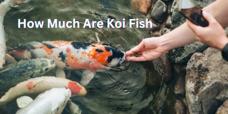 How Much Are Koi Fish