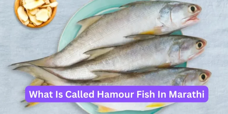 What Is Called Hamour Fish In Marathi