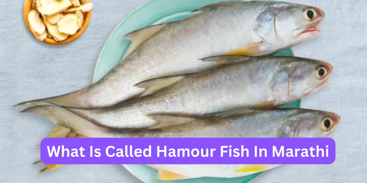 What Is Called Hamour Fish In Marathi