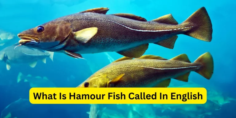 What Is Hamour Fish Called In English