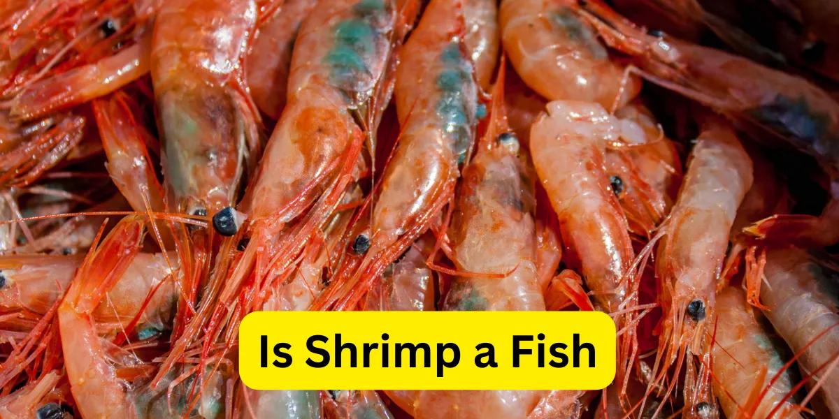 Is Shrimp a Fish