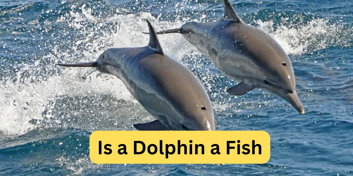 Is a Dolphin a Fish